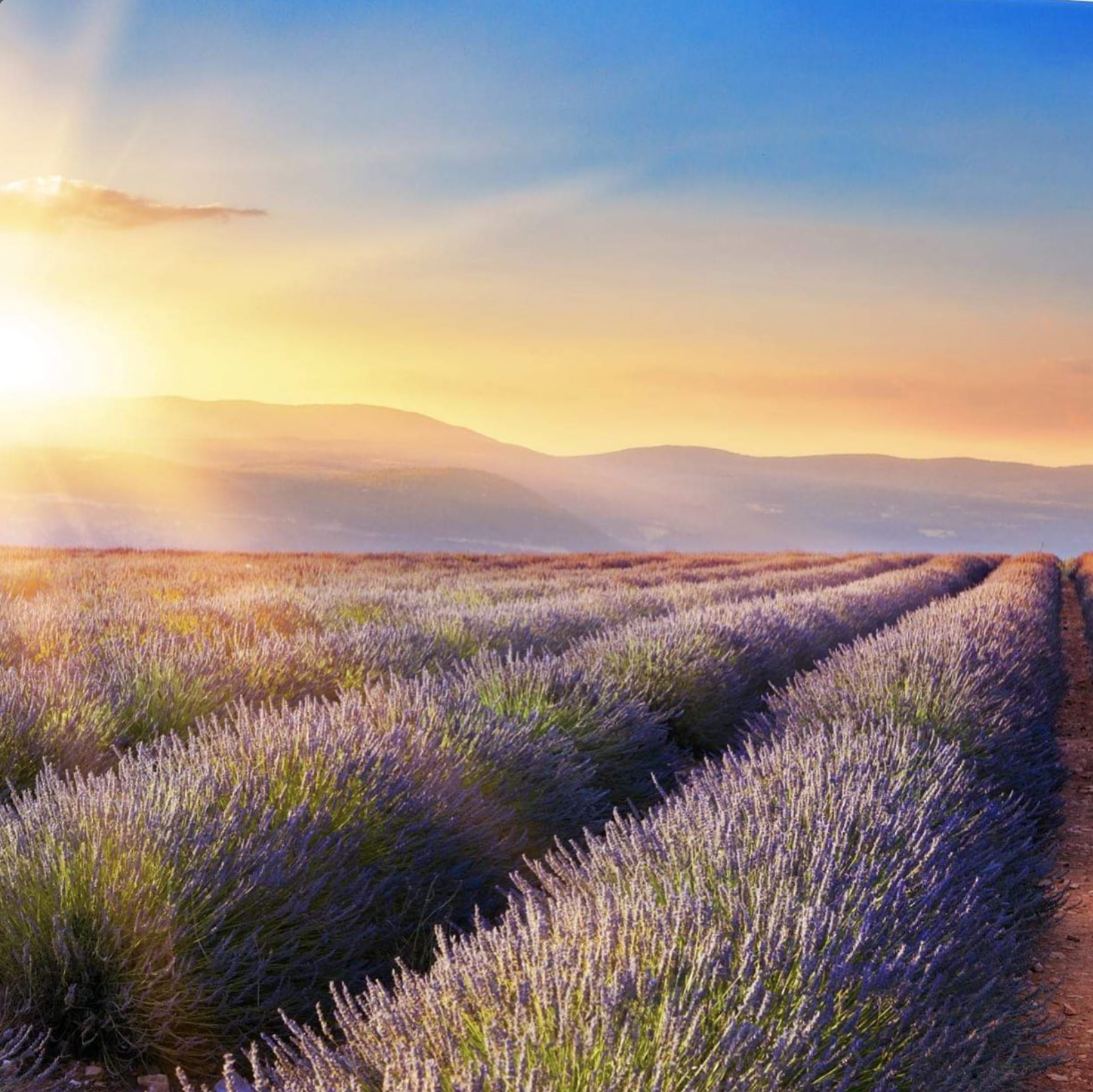 Lavender field at sunset