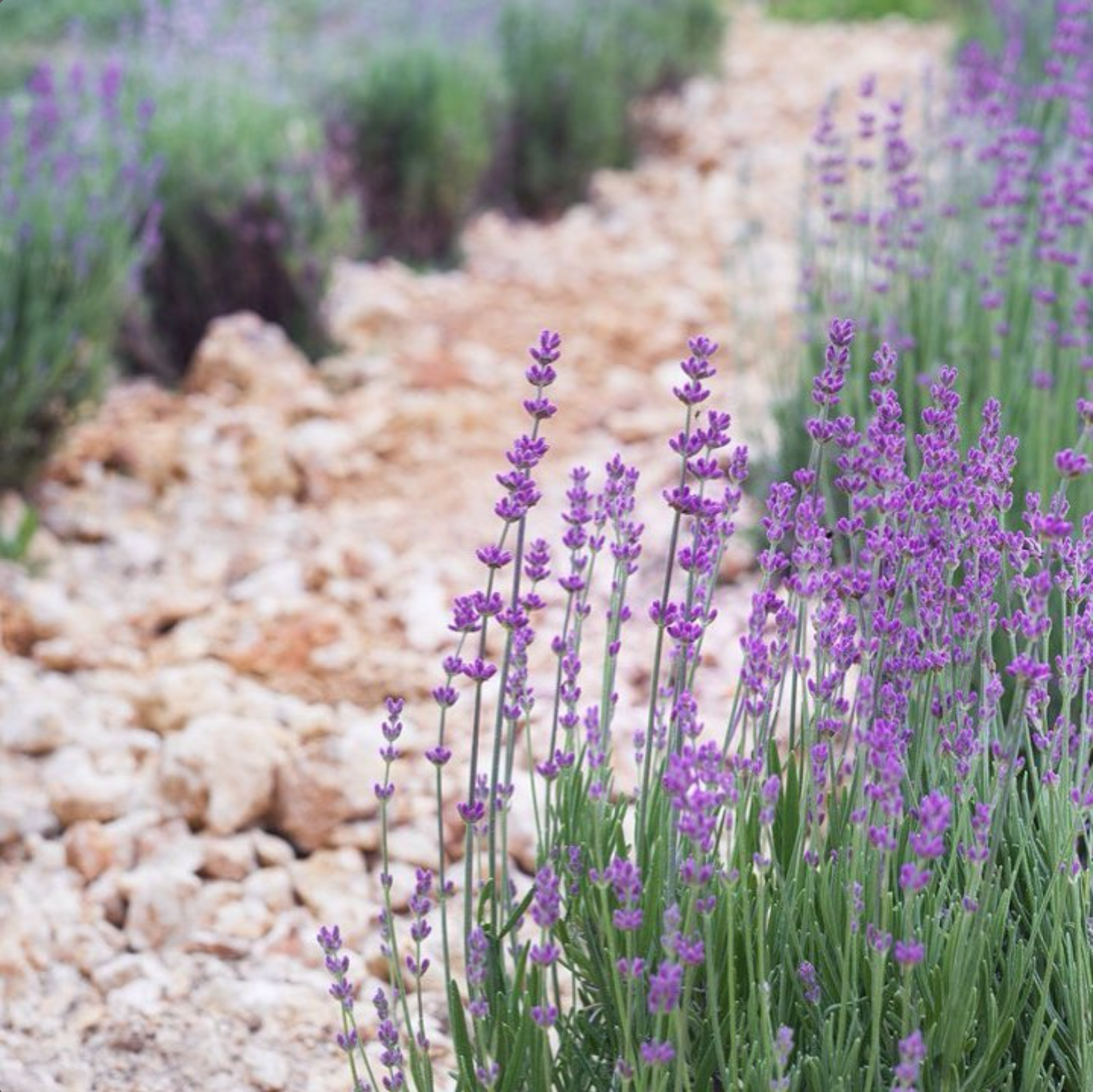Lavender flowers closeup